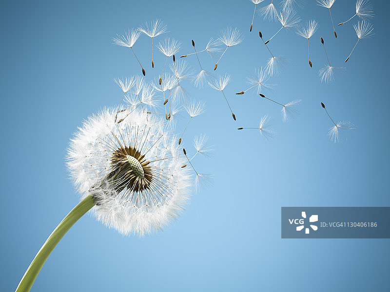 特写：随风飘散的蒲公英绒毛图片素材