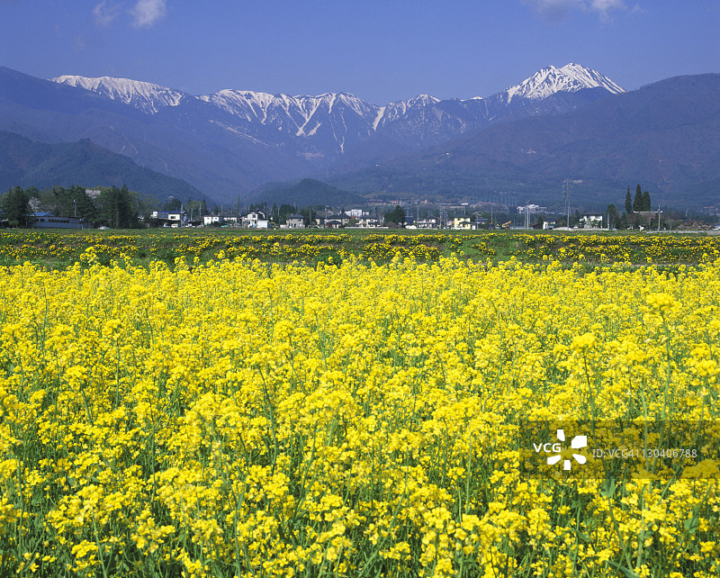 日本长野县常念岳与油菜花图片素材