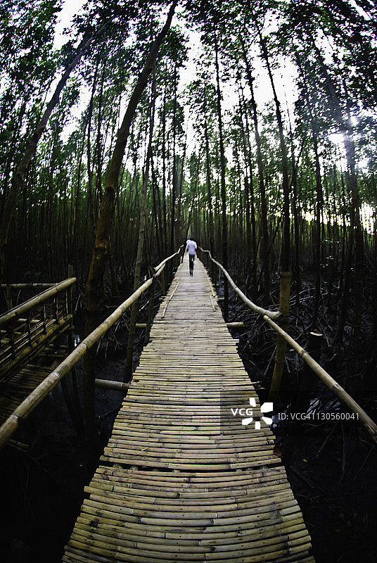 走进红树林图片素材