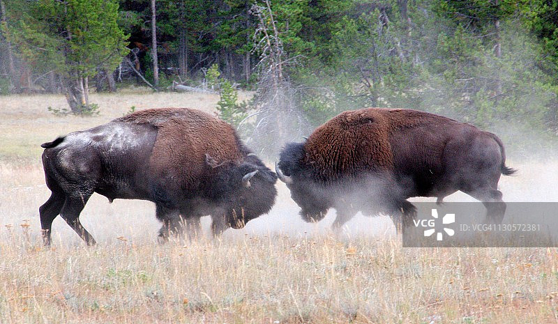 野牛领导图片素材