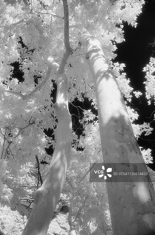 天空下的美洲悬铃木图片素材