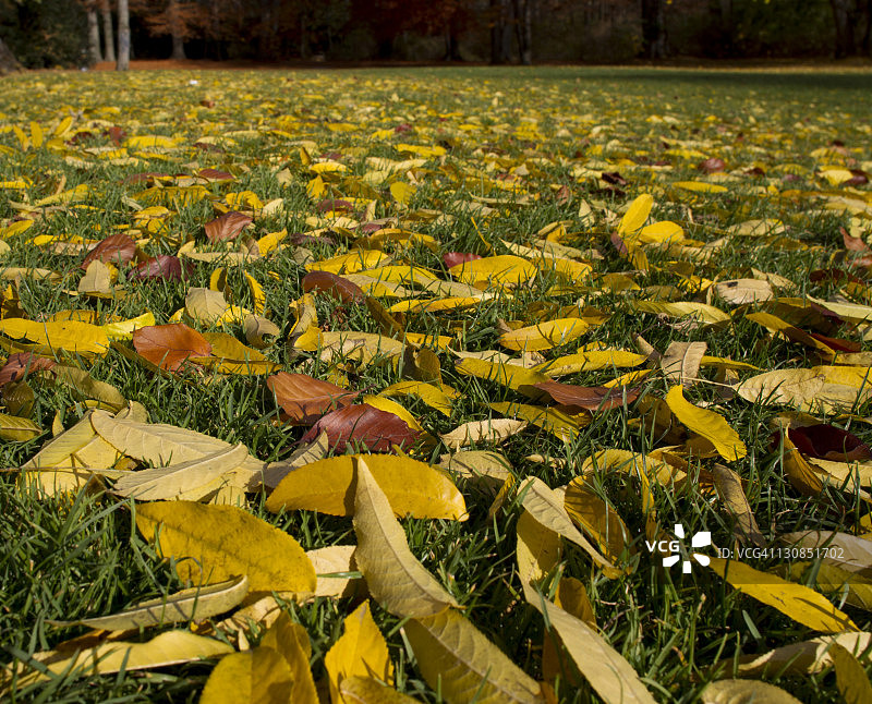德国慕尼黑英国花园的秋叶图片素材