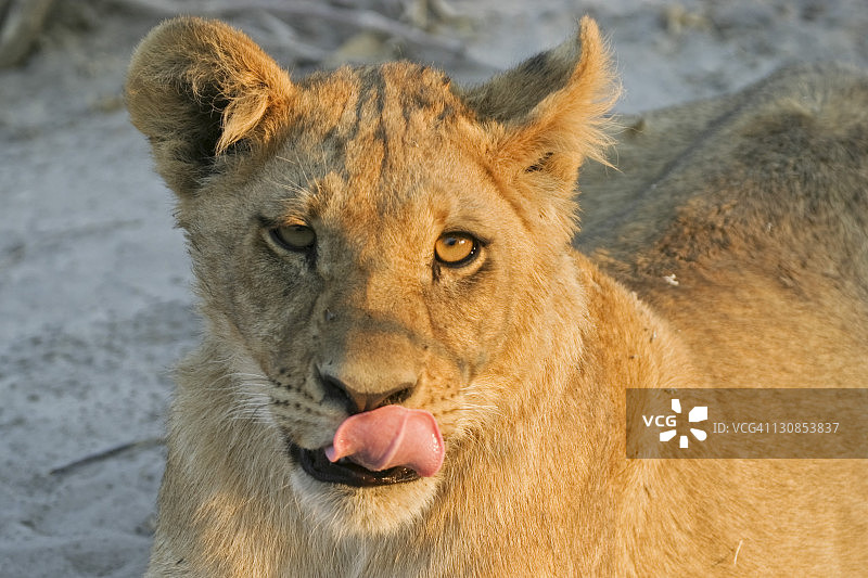 博茨瓦纳乔贝国家公园的幼狮幼崽图片素材