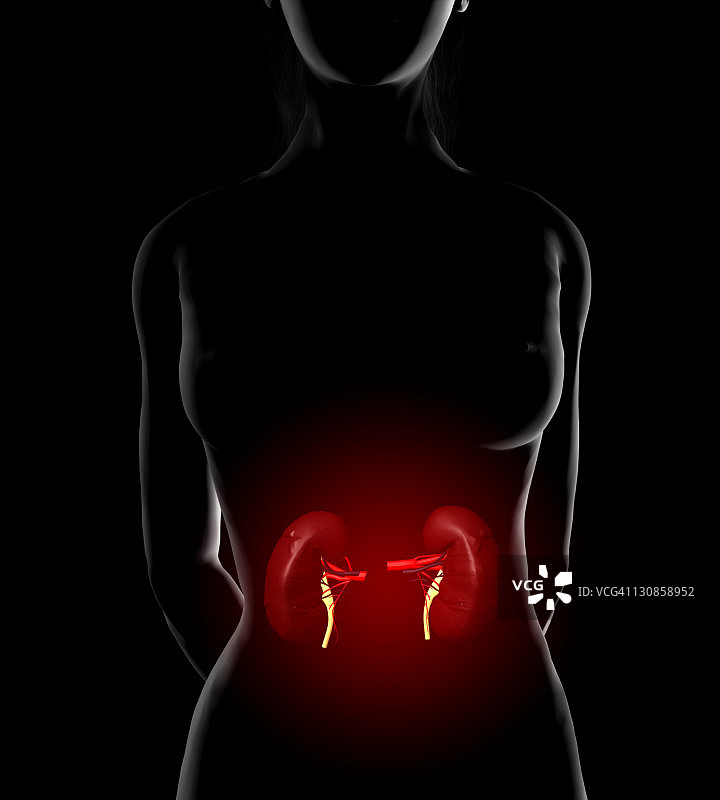 女人和肾脏插图图片素材