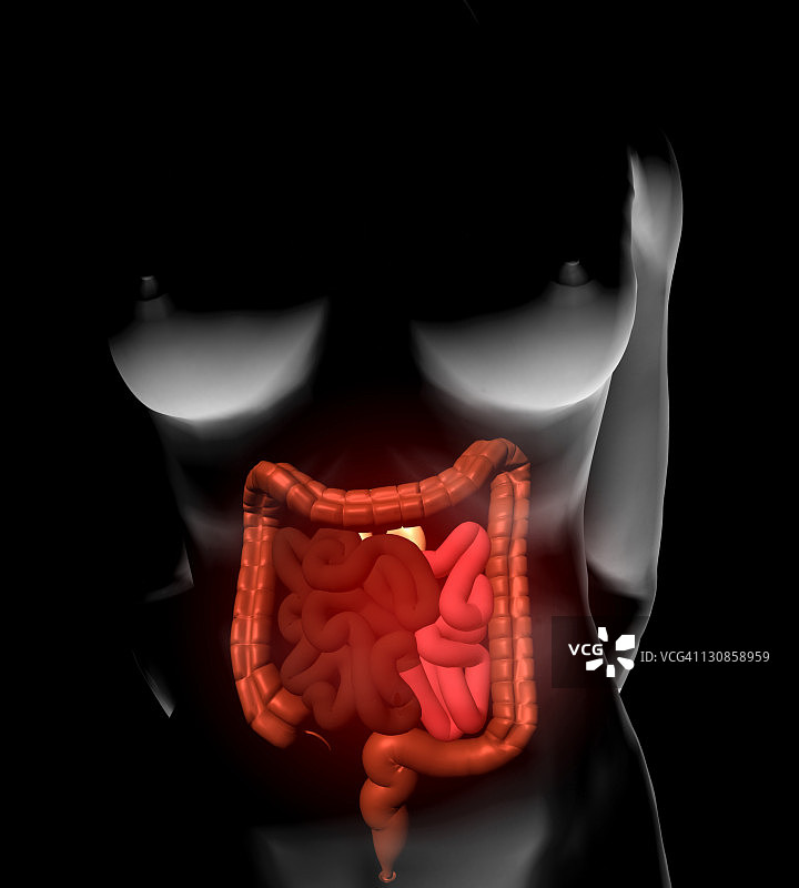 女人和肠道插画图片素材