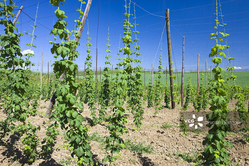 啤酒花种植园，德国，欧洲图片素材