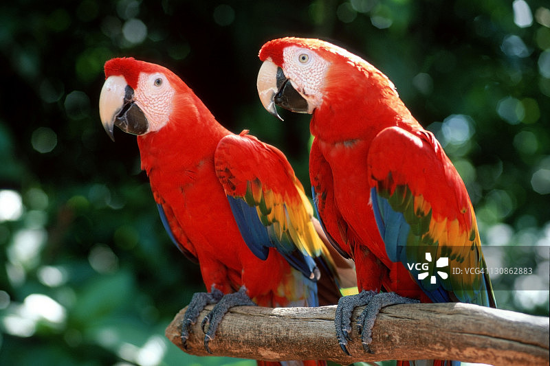 红绿金刚鹦鹉图片素材