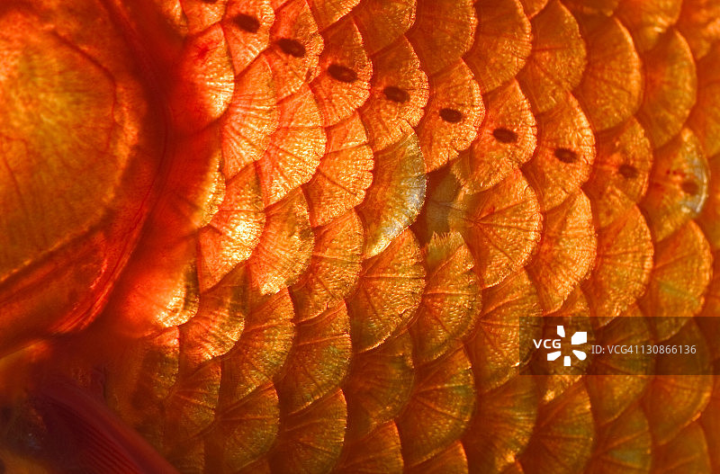 金鱼特写图片素材