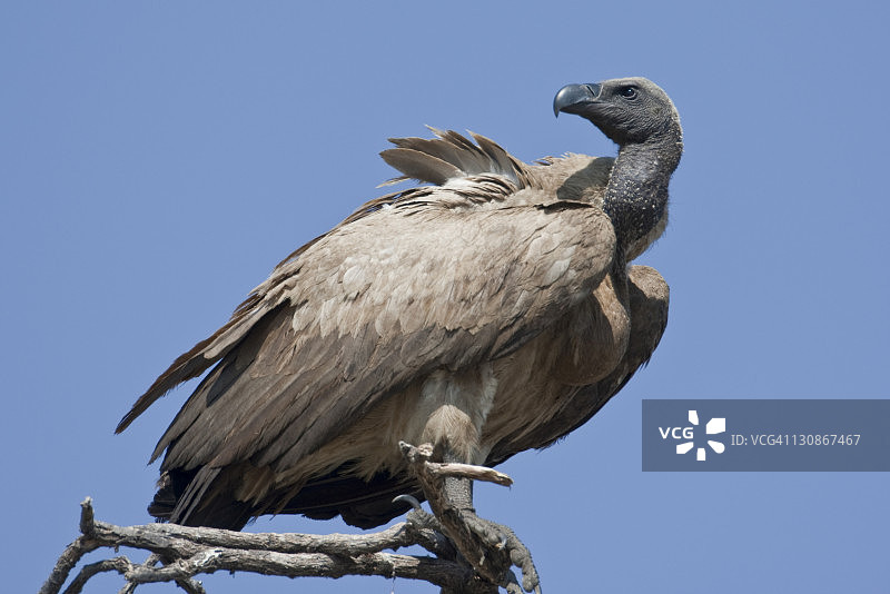 非洲博茨瓦纳乔贝国家公园的兀鹫图片素材