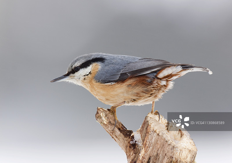 欧亚䳭图片素材