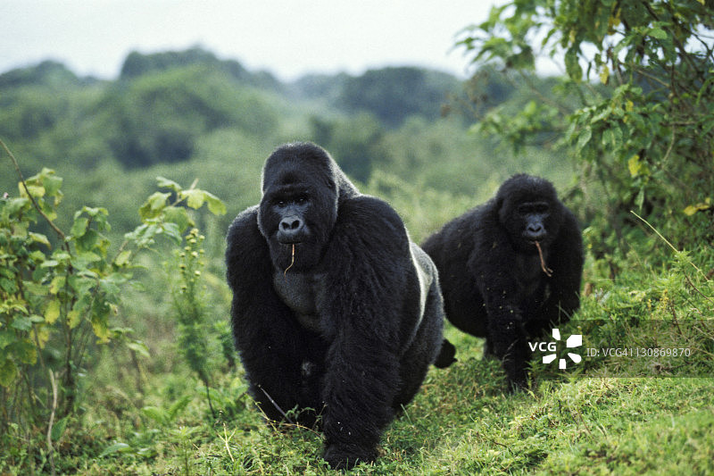 维龙加国家公园觅食的山地大猩猩图片素材