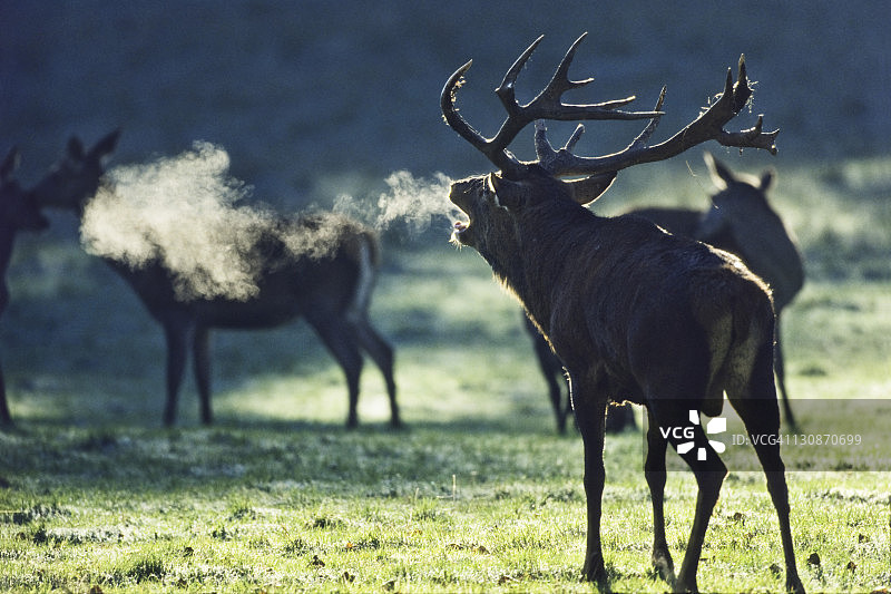 德国欧洲红鹿鸣叫图片素材
