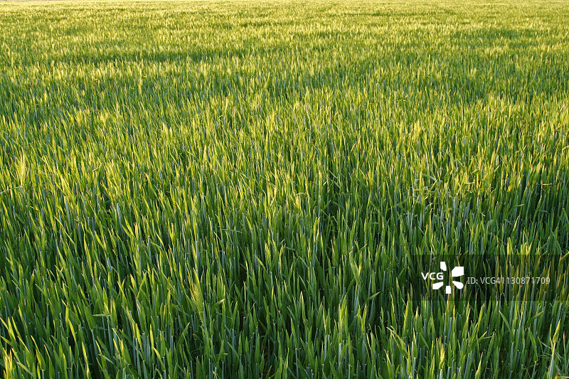未成熟的黑麦（谷物）田图片素材