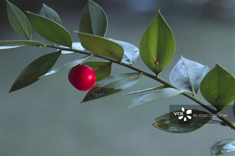 南蒂罗尔的假叶树图片素材