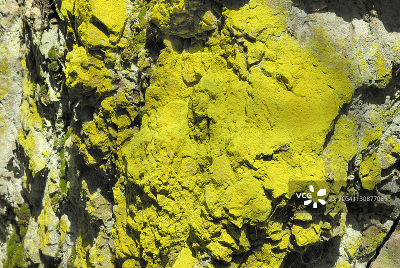 德国巴伐利亚森林石英岩上的硫磺地衣图片素材