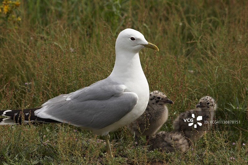 普通海鸥与三只雏鸟，德国不莱梅图片素材