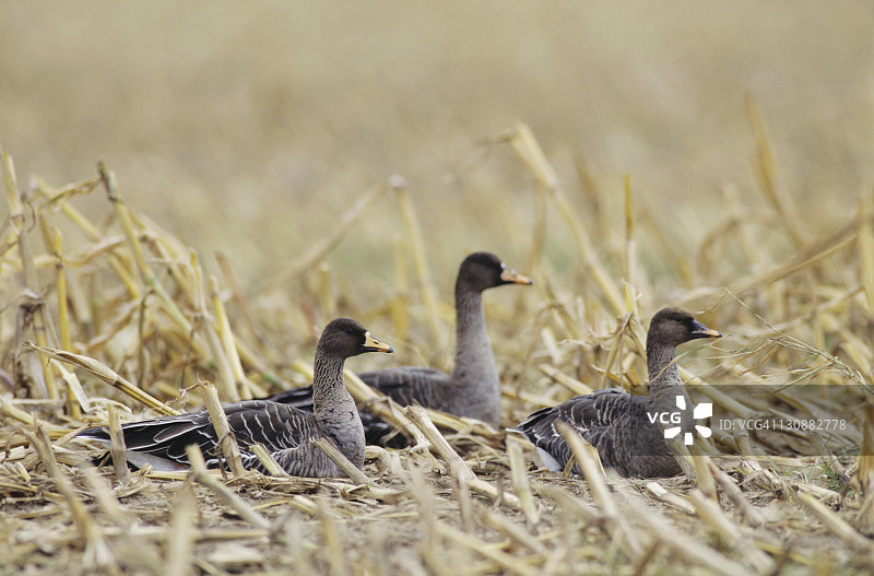 豆鹅，在德国吕根岛玉米田图片素材