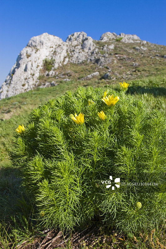 春季雉眼图片素材