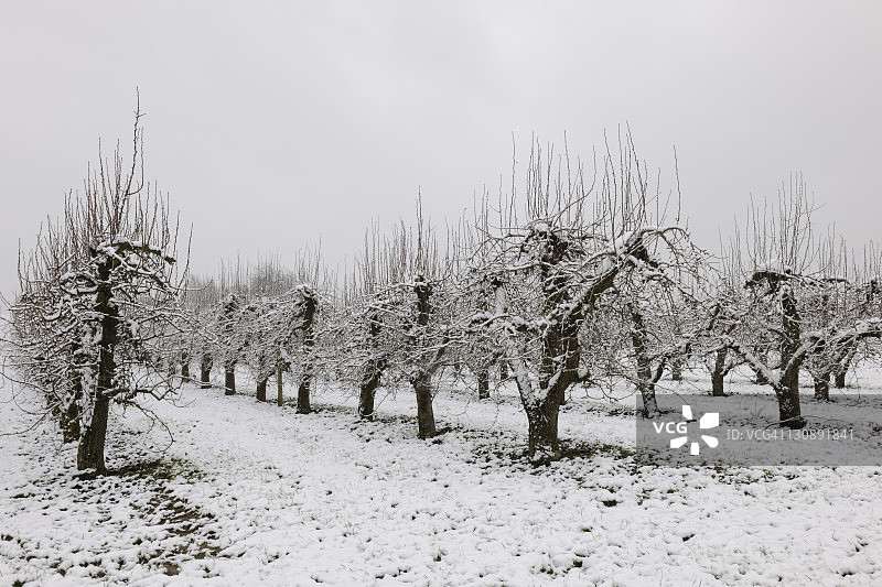 冬季的梨园，位于德国巴登-符腾堡图片素材