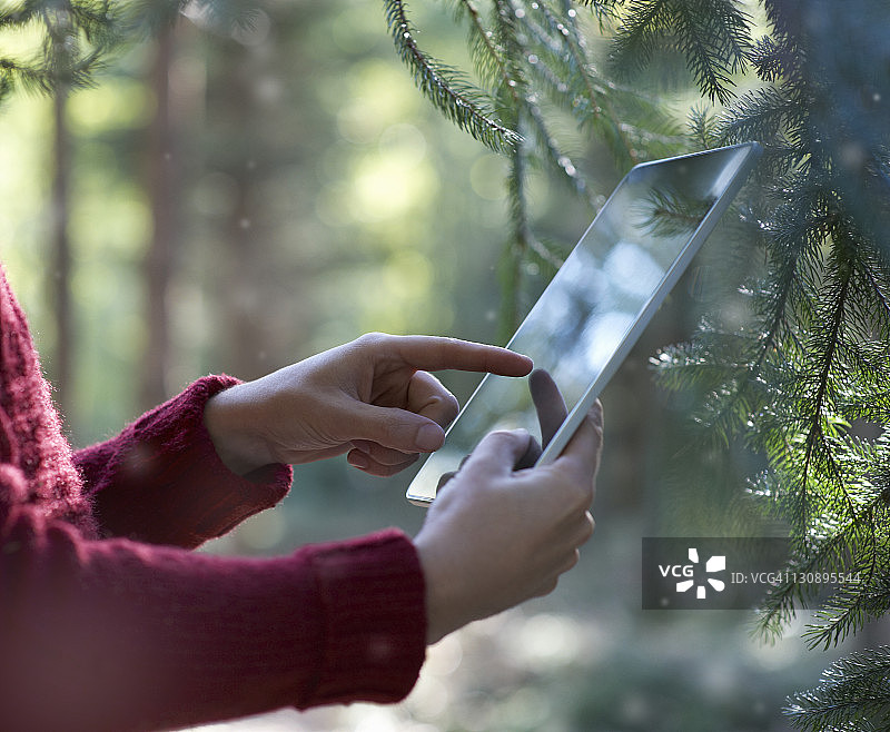 在冬季松木林中使用平板电脑的人图片素材