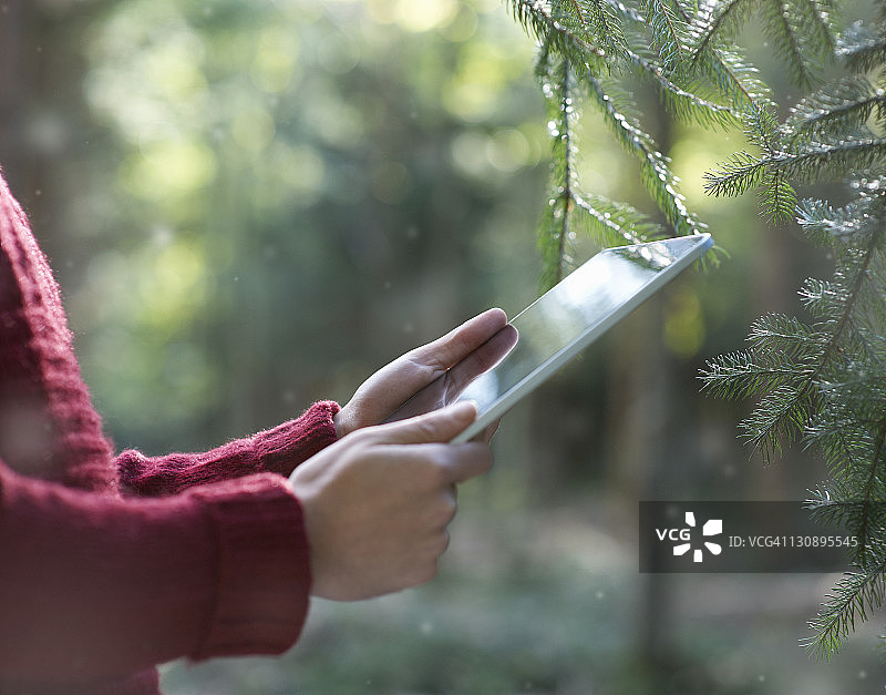 在冬季松树林中使用平板电脑的人图片素材