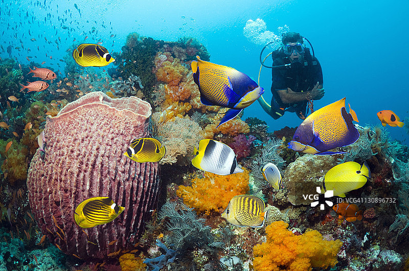 水肺潜水员观看热带珊瑚礁鱼类图片素材