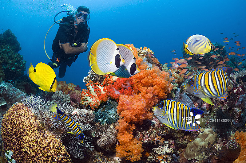 潜水员与热带珊瑚礁鱼图片素材