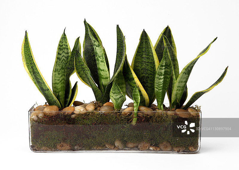 玻璃容器中的植物图片素材