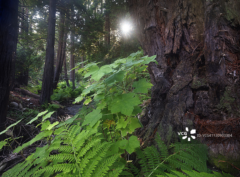 原始森林中的晨曦图片素材