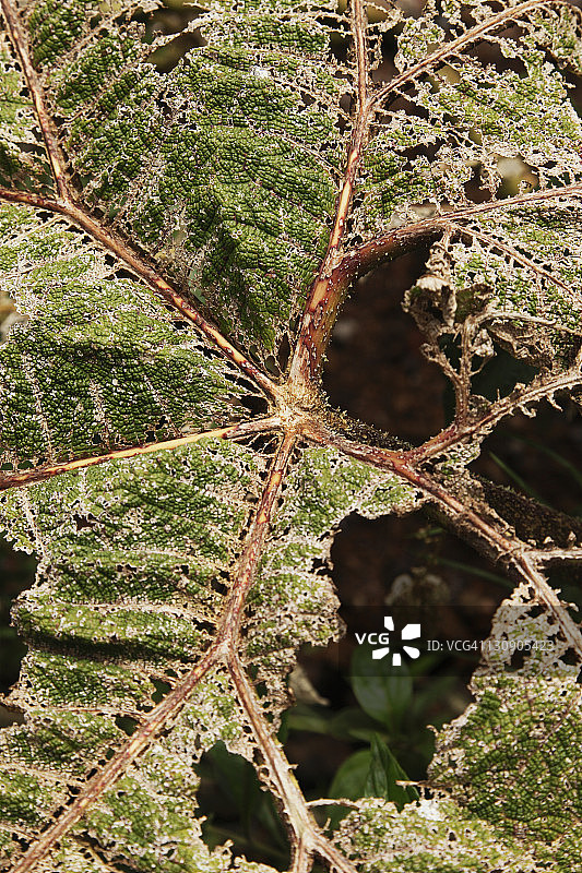 布劳略卡里略国家公园里的老树叶图片素材