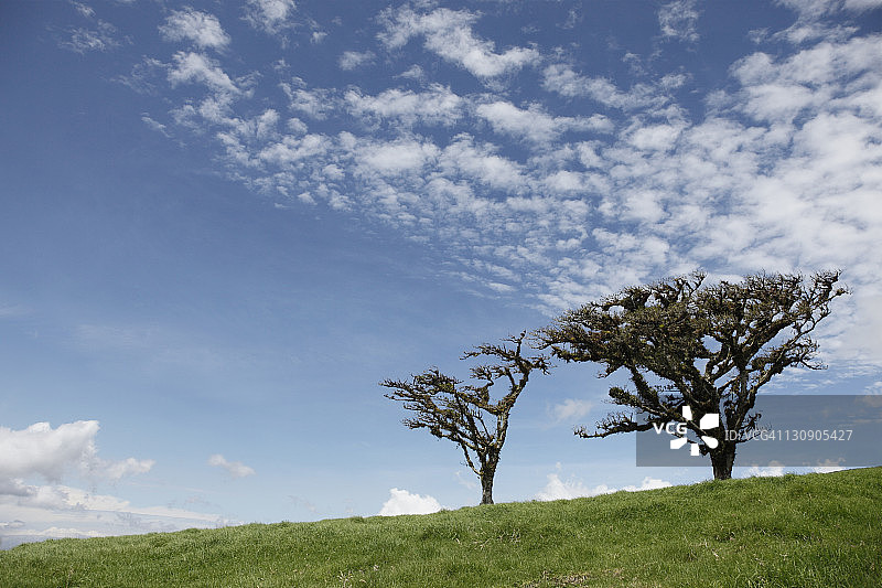 波阿斯火山附近的树木图片素材