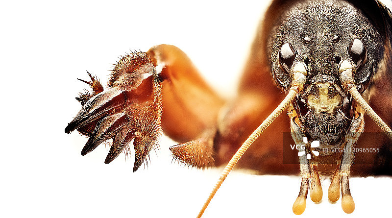 欧洲蝼蛄图片素材