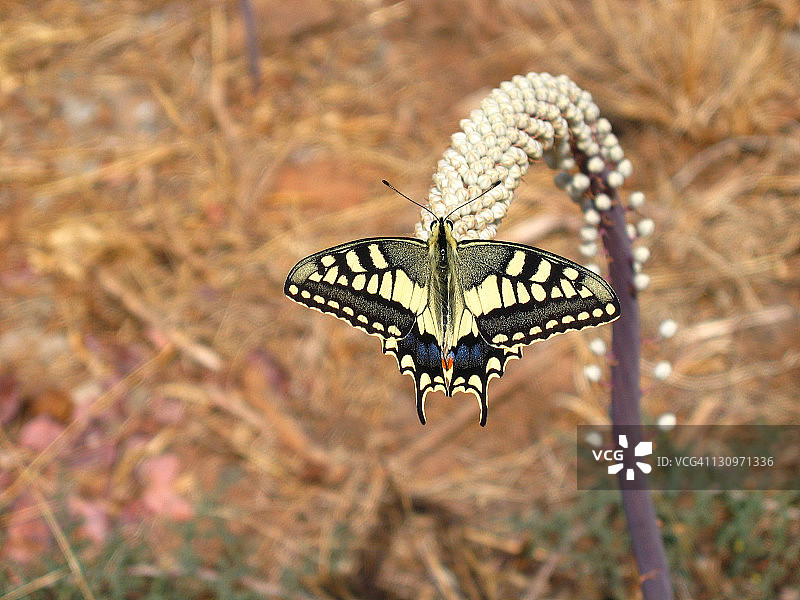 蝴蝶弹弓图片素材