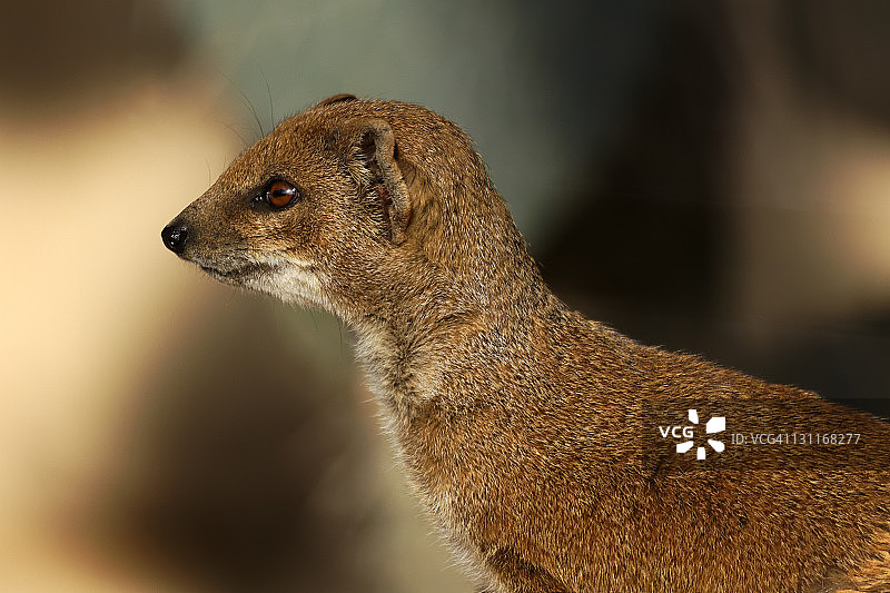 黄色獴图片素材