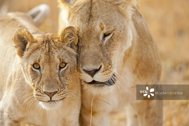 母与幼崽图片素材