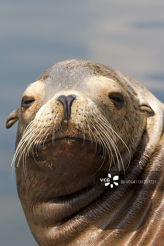 加州海狮图片素材