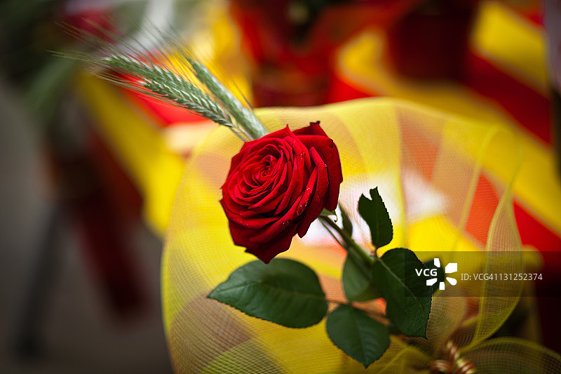 圣乔治玫瑰图片素材