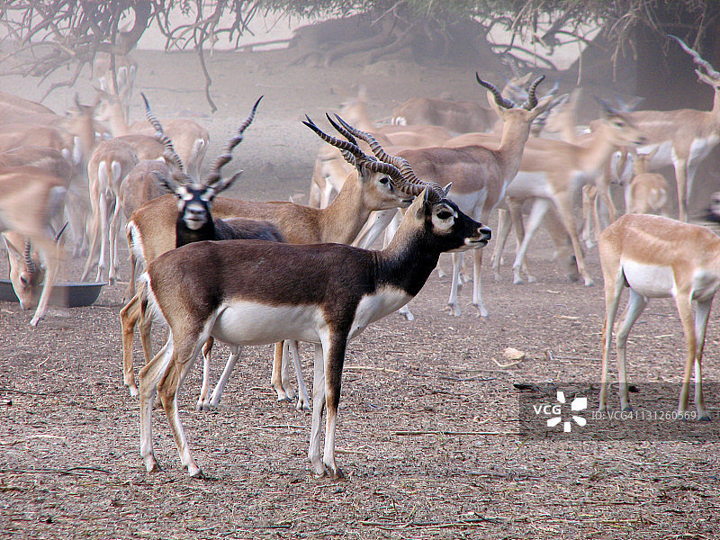 黑色的雄鹿图片素材