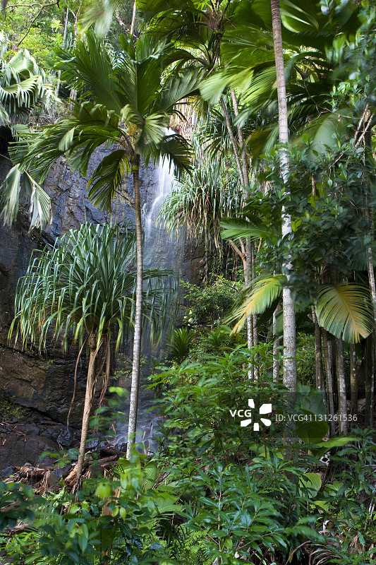 塞舌尔热带森林图片素材