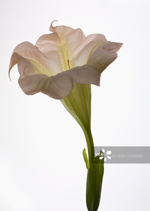 天使的号角花1图片素材