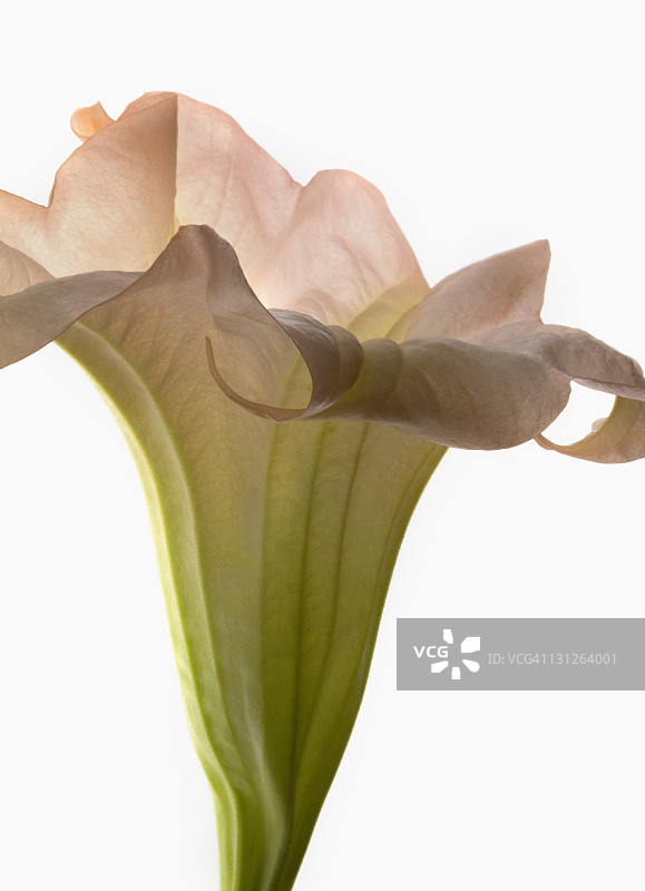 天使的号角2图片素材