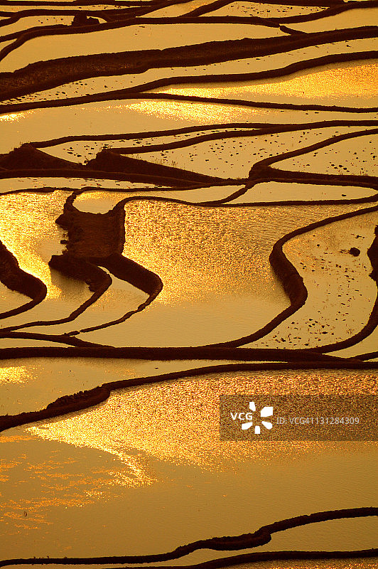 多依树图片素材