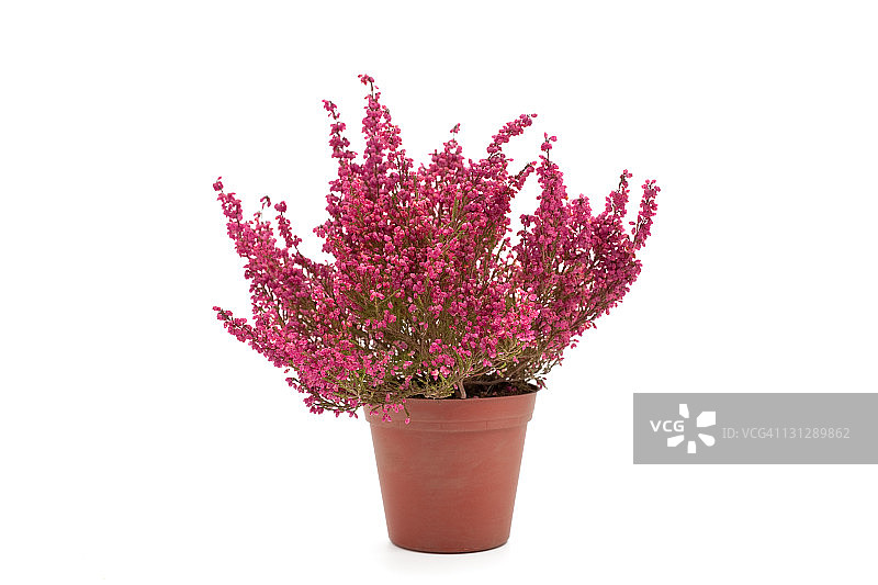 盆栽石楠花图片素材