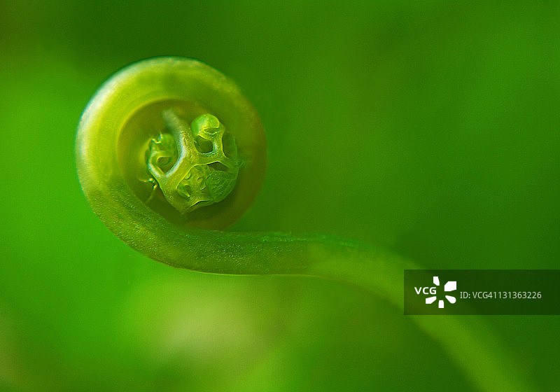 蕨类植物图片素材