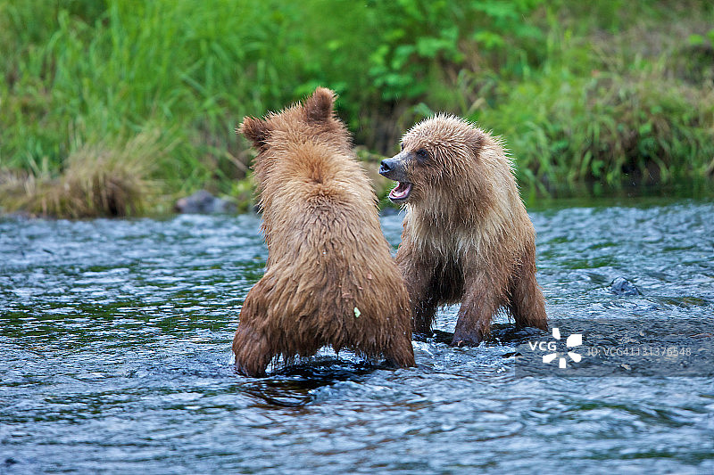河流中的海岸棕熊图片素材