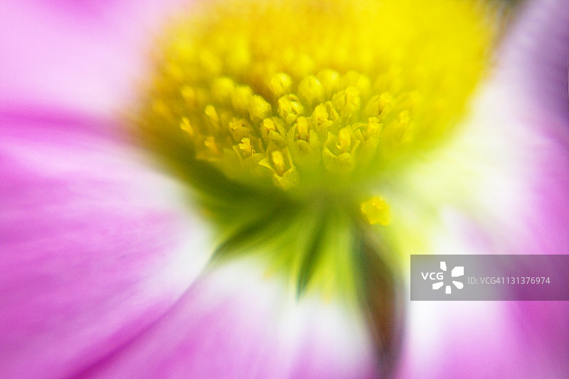 粉红色的花图片素材