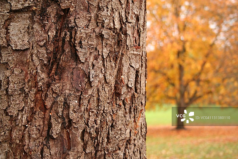 秋季树木的树皮背景图片素材