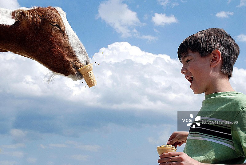山羊抢夺正在欢笑的男孩手中的冰淇淋图片素材