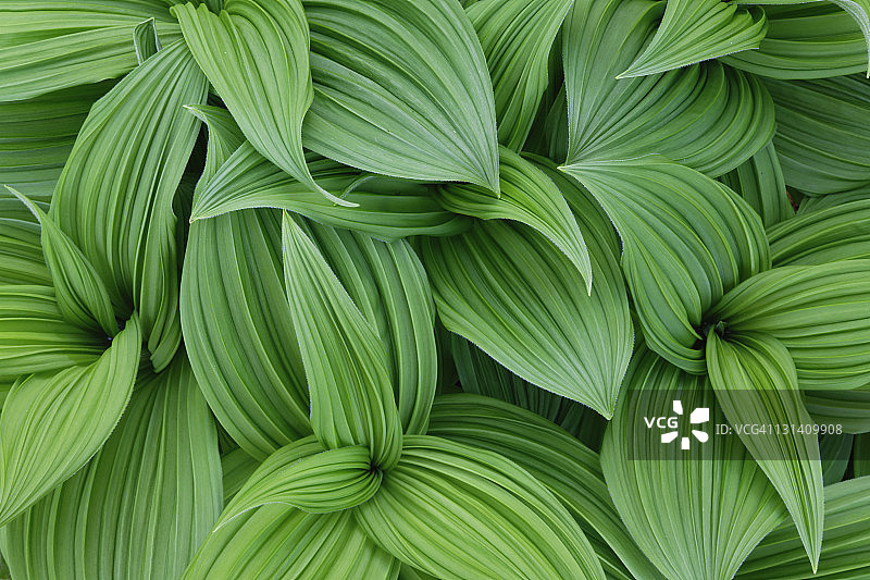 加州藜芦图案图片素材