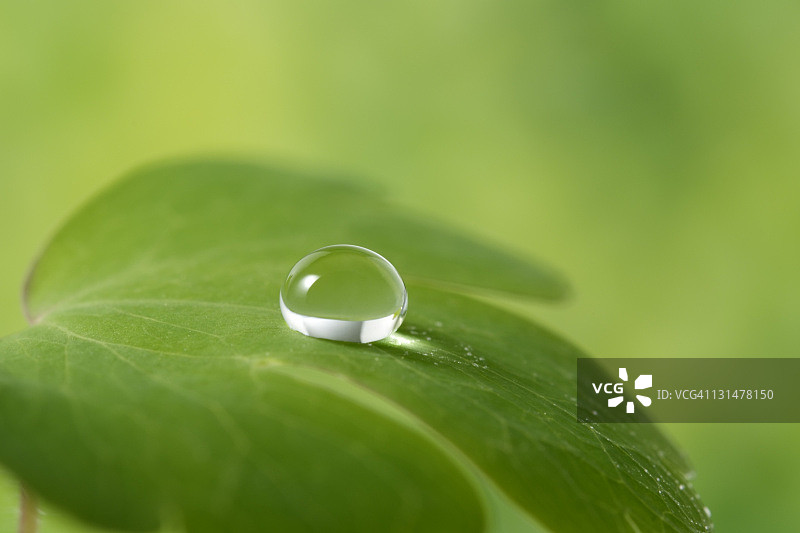 叶子上的水滴特写镜头图片素材